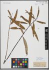 Foto von Salix viminalis L.